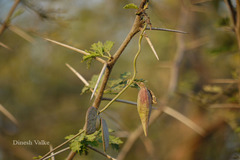 Pentatropis capensis